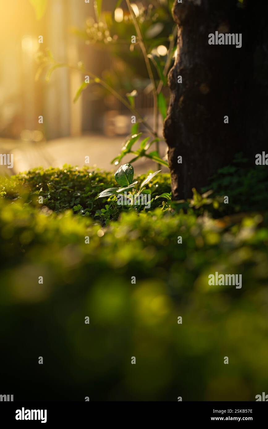 terre fertile avec beaucoup de verdure et le soleil du matin Banque D'Images