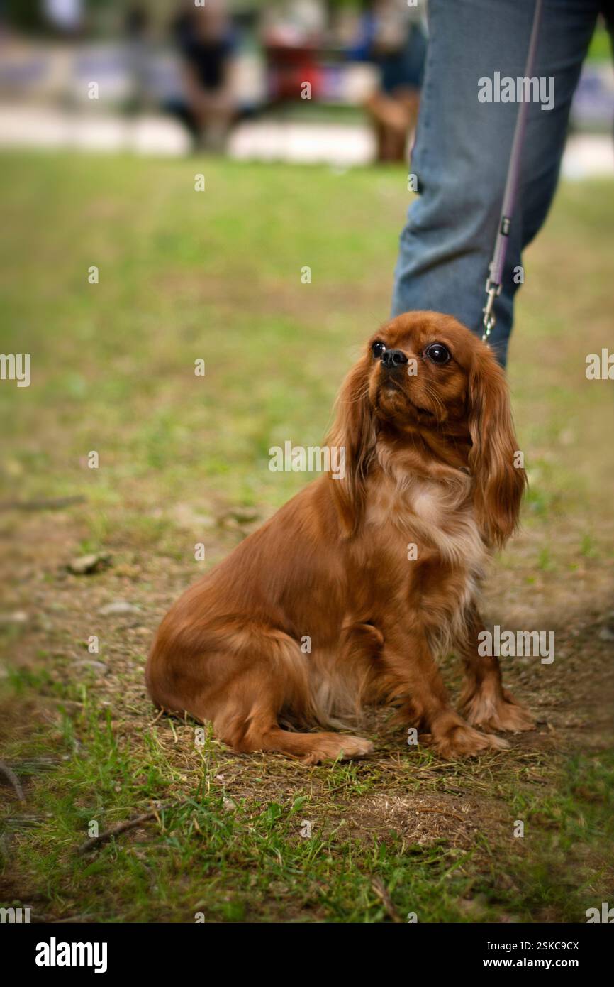 Cavalier King Charles Spaniel appuyé sur la jambe du propriétaire, portrait en plein air Banque D'Images