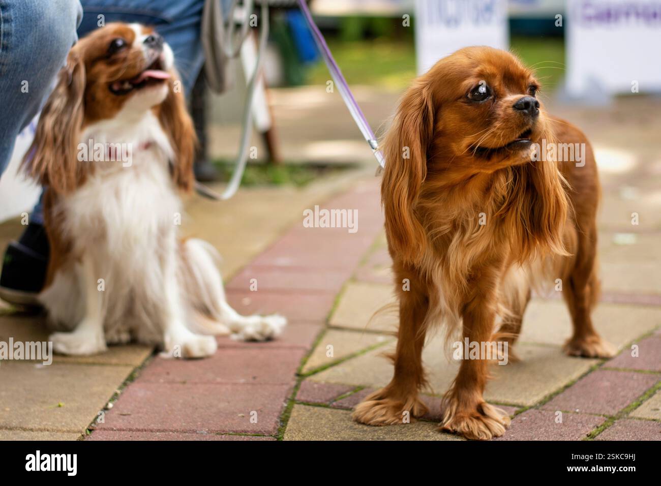 Une paire de chiens Cavalier King Charles Spaniel - Ruby et Blenheim dans le dos Banque D'Images