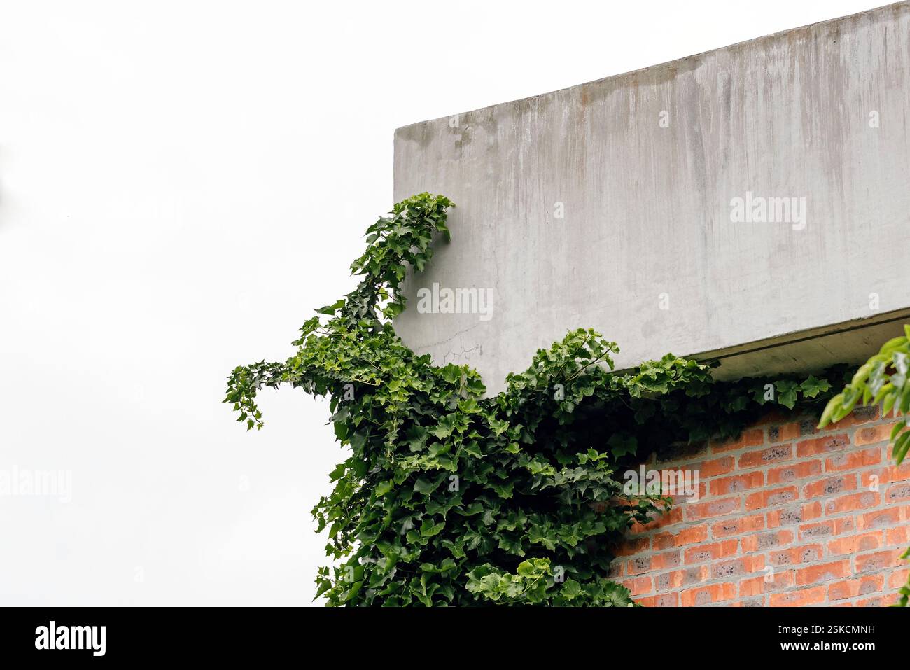 Fragment de bâtiment en briques est enveloppé par une couche dense de lierre verdoyant. le feuillage luxuriant de la plante monte sur le mur et cascades sur le bord du béton Banque D'Images