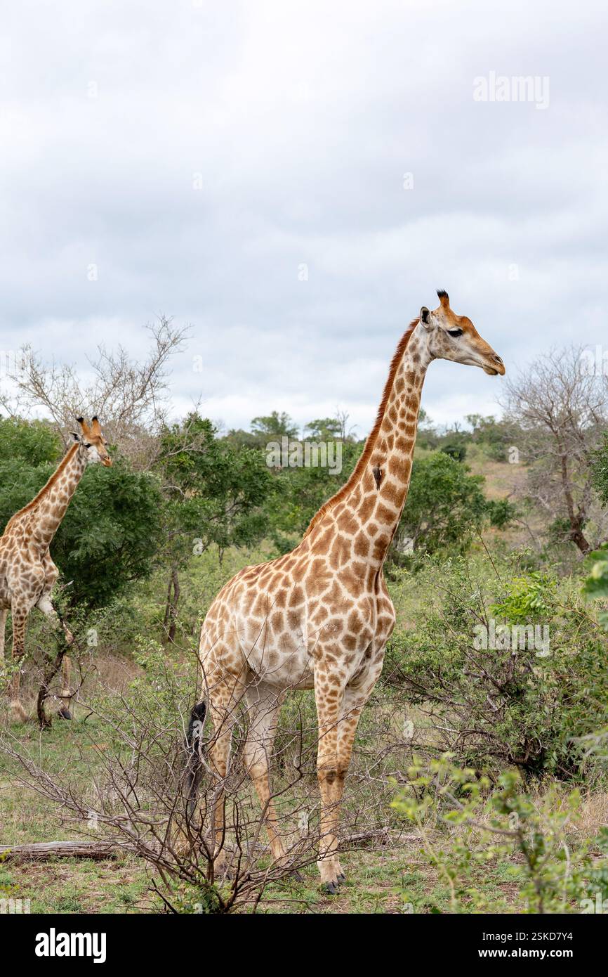 Deux girafes se promènent dans la savane en Afrique du Sud. Parc national Kruger, safari, animaux dans l'habitat naturel, faune Banque D'Images