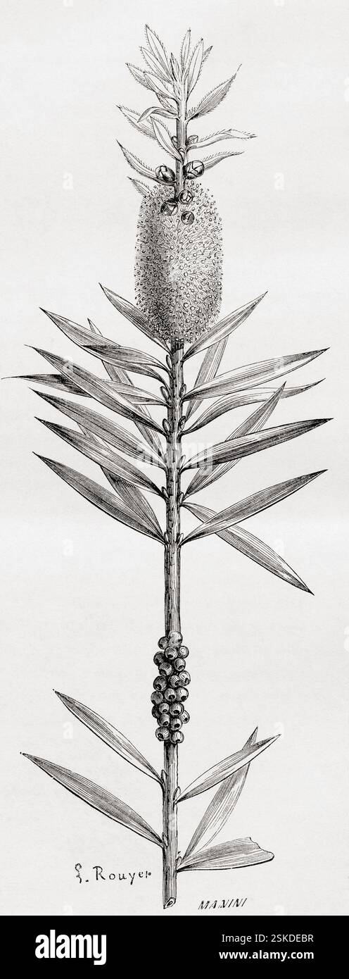 Fleur et fruit du Metrosideros speciosa, Shewy Metrosideros ou Albany. Extrait de souvenir d'un squatter Francais en Australie ou mémoire d'un squatter français en Australie par Hubert de Castella, 1825 - 1907. Swiss - écrivain australien, artiste et vigneron. En vedette dans le Tour du monde, publié en 1861. Banque D'Images Fleur et fruit du Metrosideros speciosa, Shewy Metrosideros ou Albany. Extrait de souvenir d'un squatter Francais en Australie ou mémoire d'un squatter français en Australie par Hubert de Castella, 1825 - 1907. Swiss - écrivain australien, artiste et vigneron. En vedette dans le Tour du monde, publié en 1861. Banque D'Images
