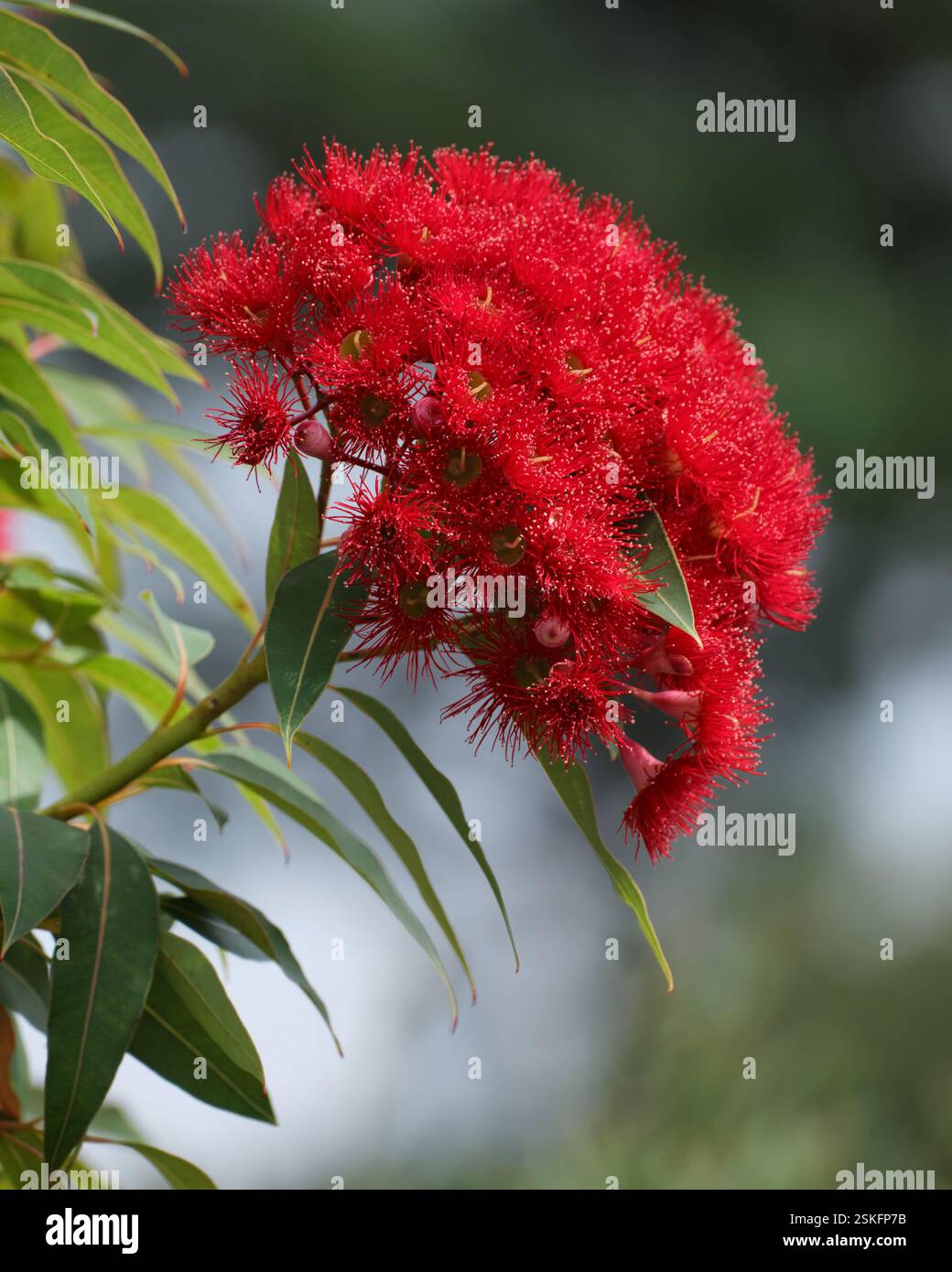 Corymbia Ficifolia Banque D'Images