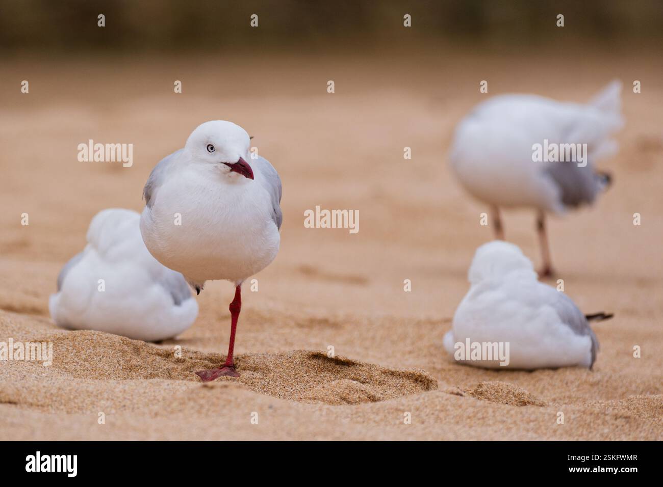 Sur une jambe Banque D'Images