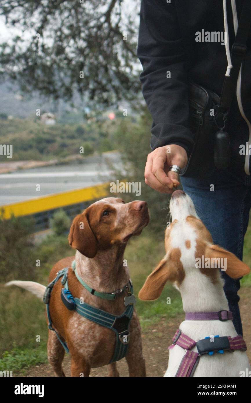 Dresseur de chien récompensant deux chiens avec une friandise lors d'une séance d'entraînement en plein air Banque D'Images