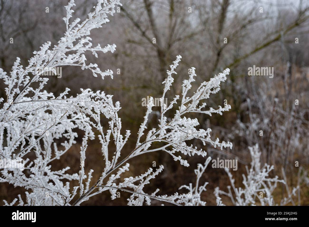 Rime dure ou hoarfrost sur un buisson forme un beau motif Banque D'Images