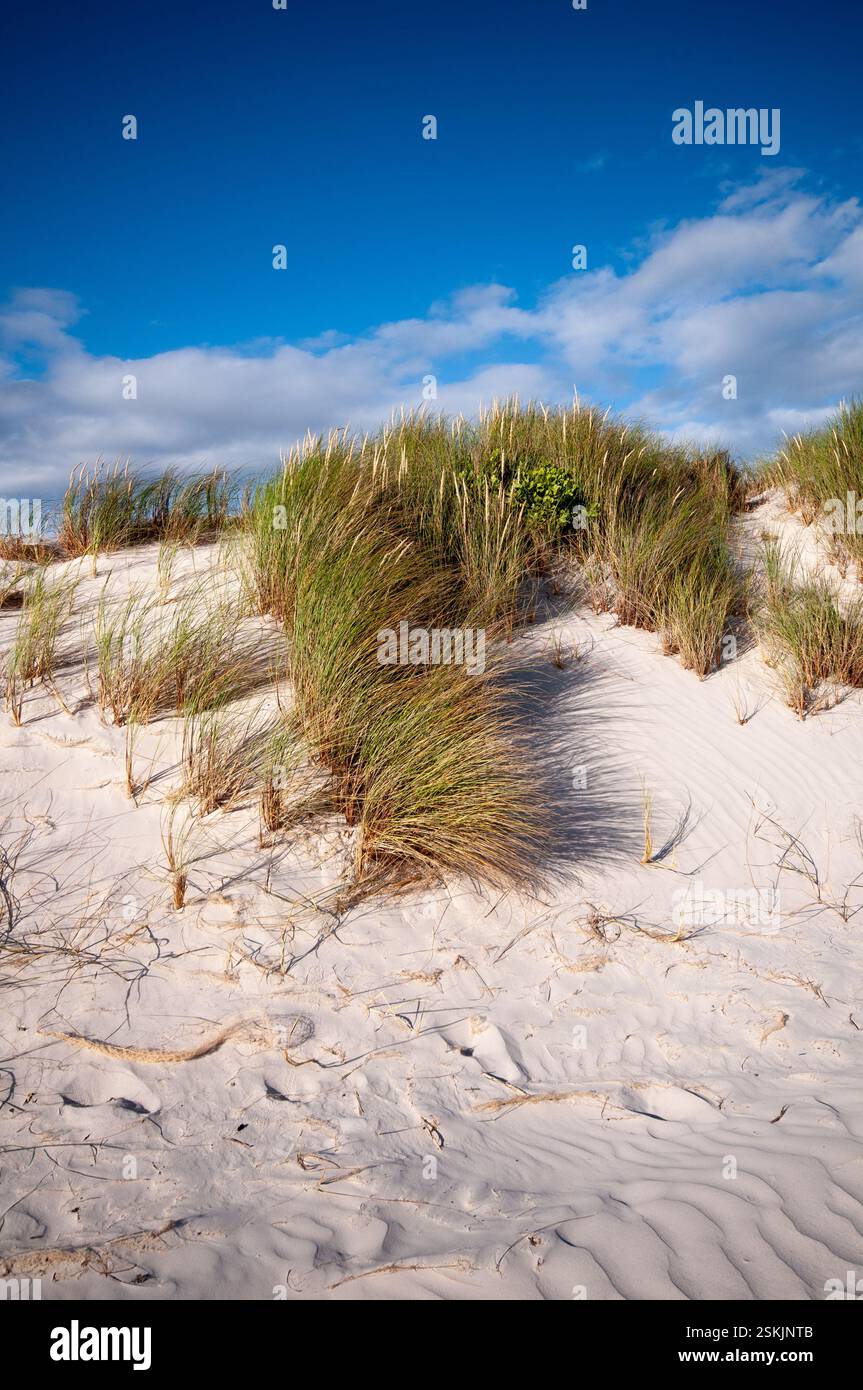 Dunes de sable côtières, Afrique du Sud Banque D'Images