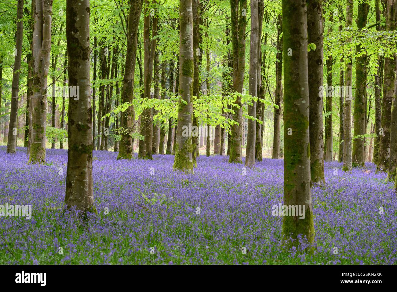 Tapis de Bluebells dans la belle forêt printanière avec de grands hêtres, Dorset, Royaume-Uni. Banque D'Images