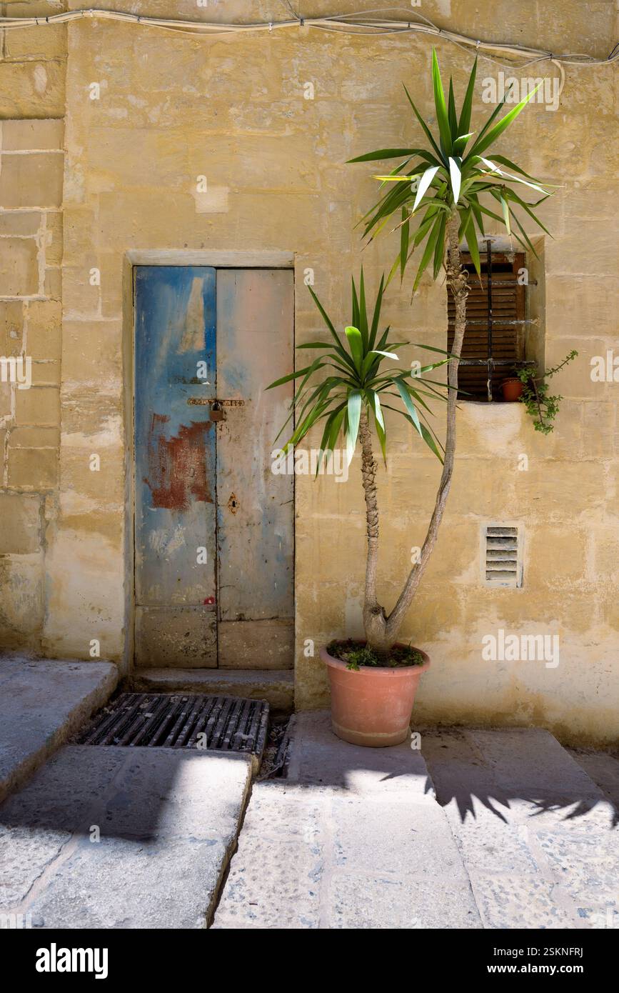 Ruelle méditerranéenne traditionnelle avec porte bleue rustique à côté de la plante Yucca en pot en terre cuite. Malte. Banque D'Images