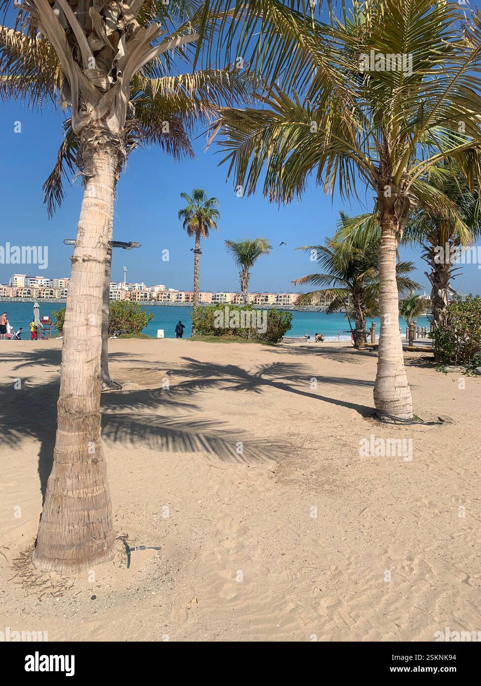 Palmiers à la mer Beach Dubaï Banque D'Images