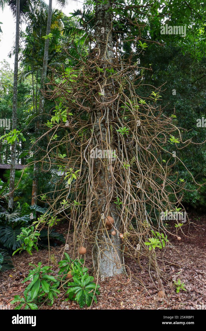 Arbre à boules de canon, Couriupita Guisnensis Banque D'Images