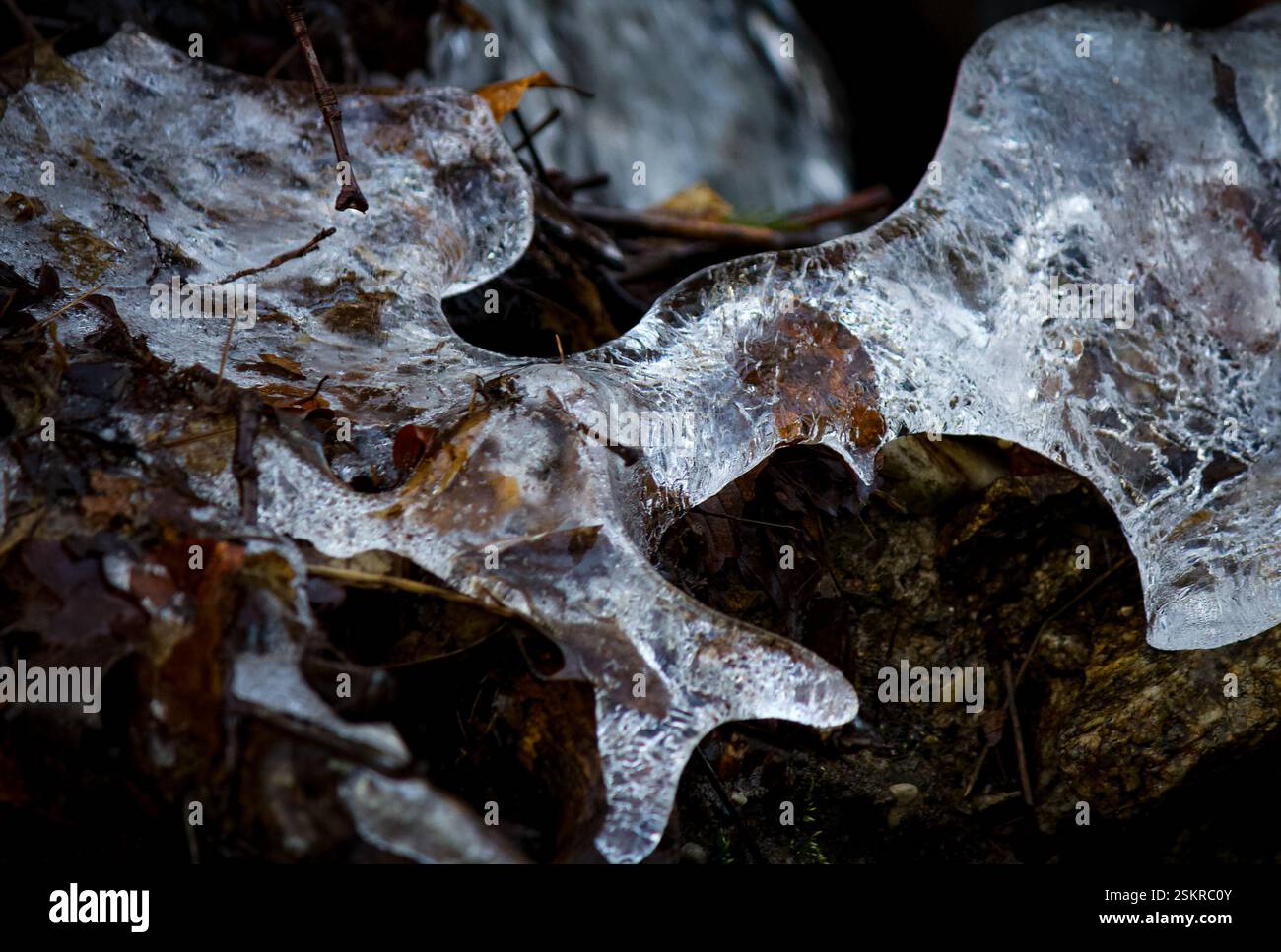 cristal de glace sur un tronc d'arbre à une cascade Banque D'Images