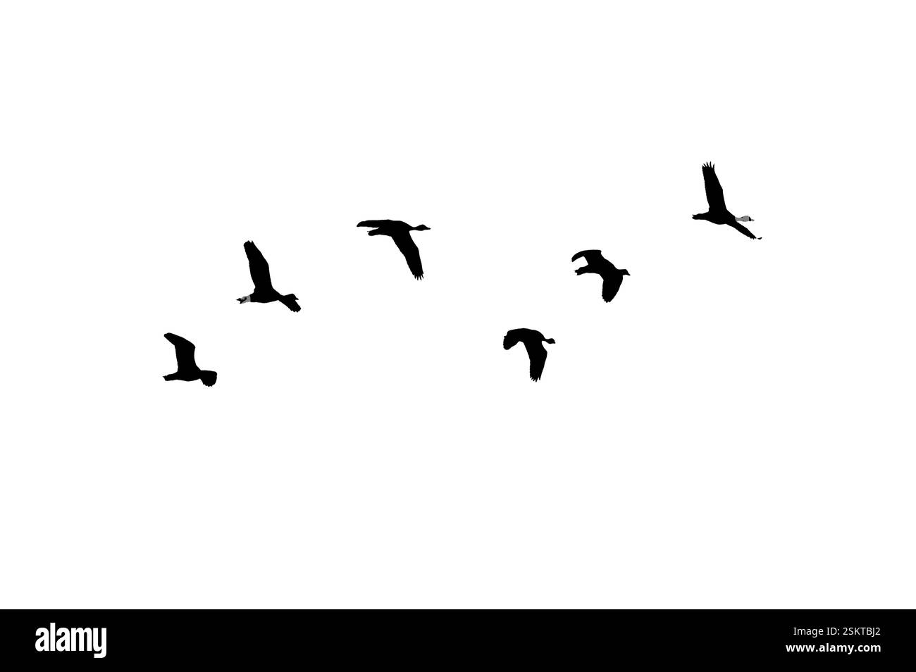 Oiseau sillhouette affluent les oiseaux noirs. Troupeaux de pigeons volants isolés sur fond blanc. Enregistrer avec masque. oiseaux volants formation de pigeons Banque D'Images Oiseau sillhouette affluent les oiseaux noirs. Troupeaux de pigeons volants isolés sur fond blanc. Enregistrer avec masque. oiseaux volants formation de pigeons Banque D'Images