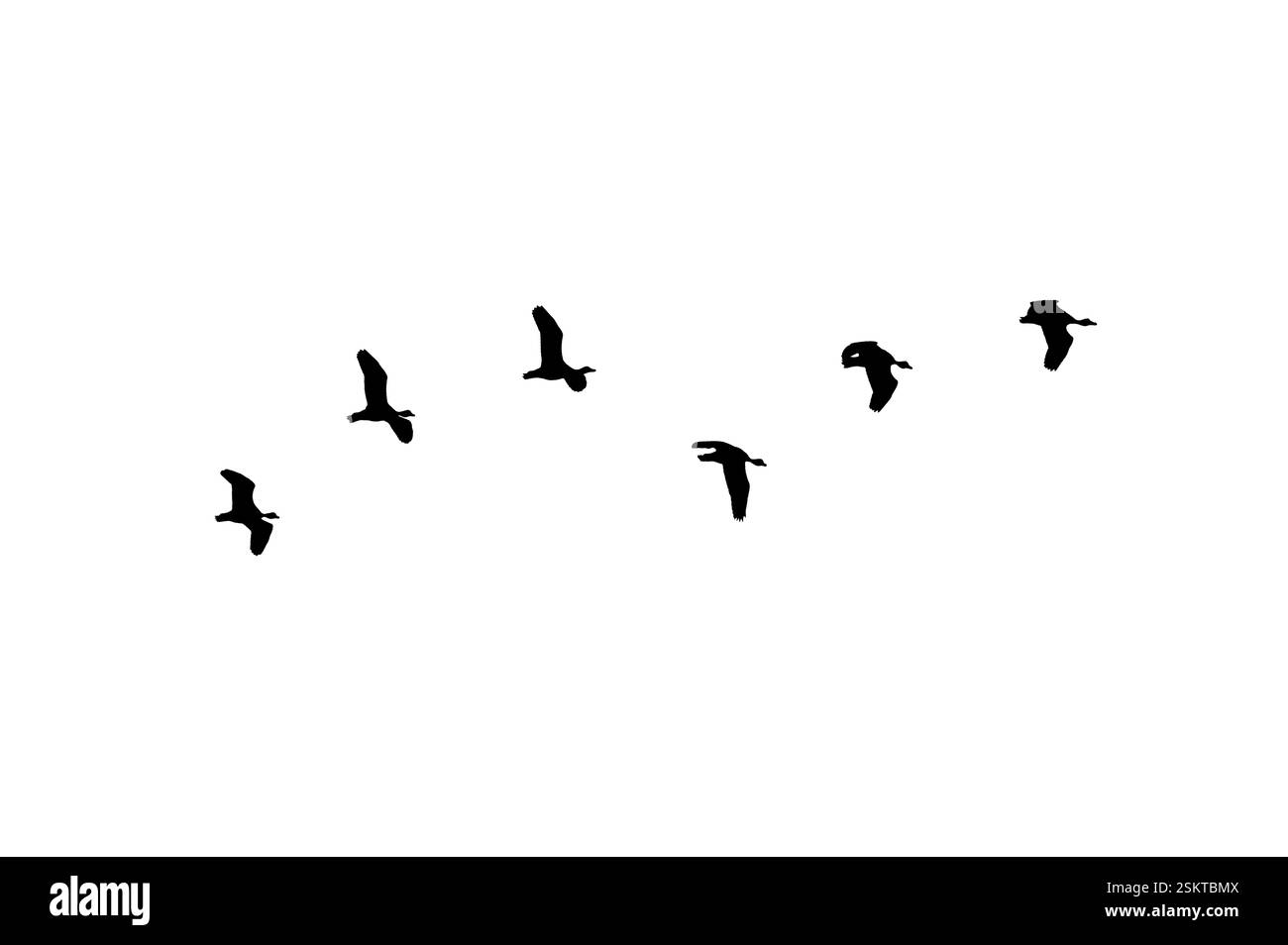 Oiseau sillhouette affluent les oiseaux noirs. Troupeaux de pigeons volants isolés sur fond blanc. Enregistrer avec masque. oiseaux volants formation de pigeons Banque D'Images Oiseau sillhouette affluent les oiseaux noirs. Troupeaux de pigeons volants isolés sur fond blanc. Enregistrer avec masque. oiseaux volants formation de pigeons Banque D'Images