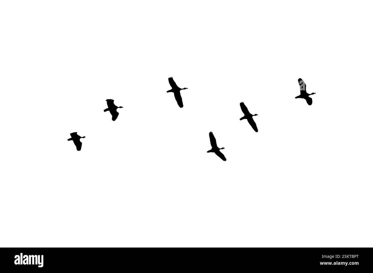 Oiseau sillhouette affluent les oiseaux noirs. Troupeaux de pigeons volants isolés sur fond blanc. Enregistrer avec masque. oiseaux volants formation de pigeons Banque D'Images Oiseau sillhouette affluent les oiseaux noirs. Troupeaux de pigeons volants isolés sur fond blanc. Enregistrer avec masque. oiseaux volants formation de pigeons Banque D'Images