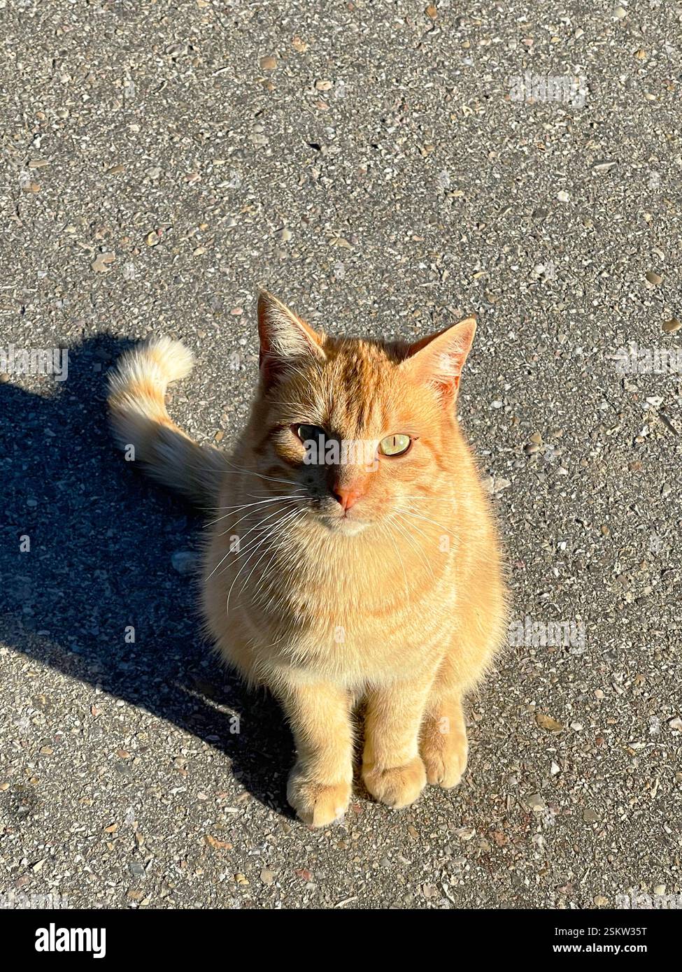 Chat tigré assis. - Image de stock capturée avec un smartphone