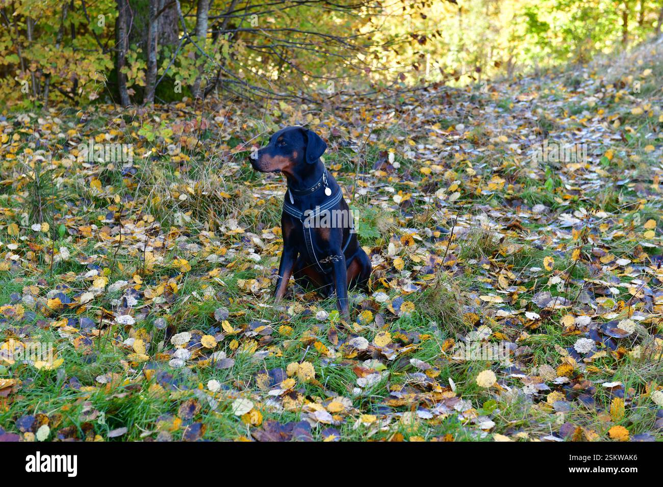 Beau doberman mâle dans le harnais assis parmi les feuilles dans le paysage automnal. Banque D'Images
