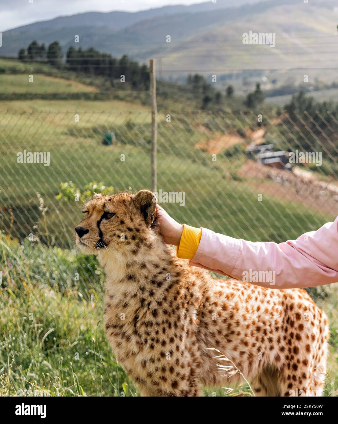 Femme caresse un jeune guépard dans un centre de réadaptation en Afrique du Sud Banque D'Images