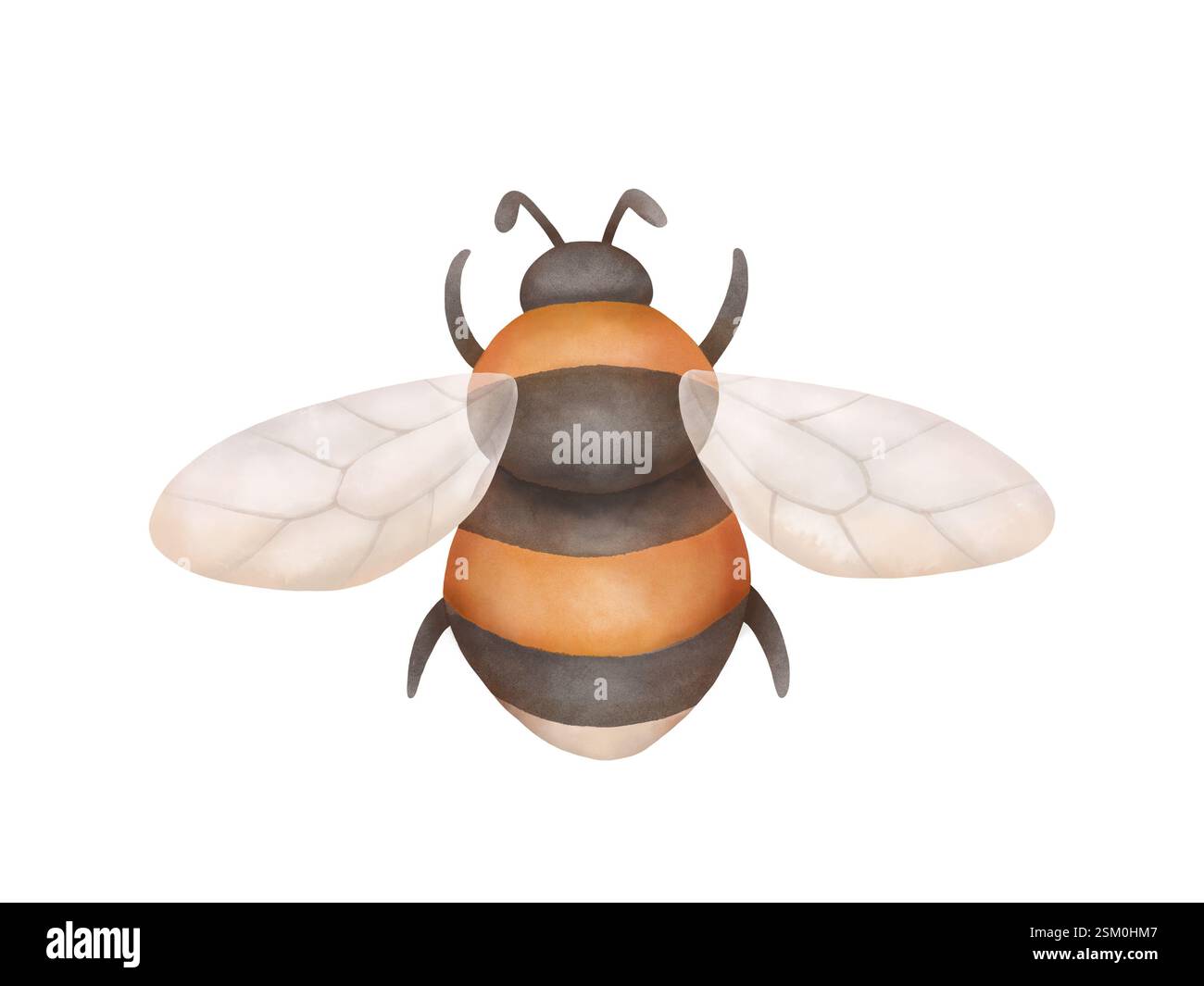 Bubblebee volant, vue de dessus. Illustration d'insecte de jardin isolé sur blanc. Elément stylisé dessiné à la main. Banque D'Images