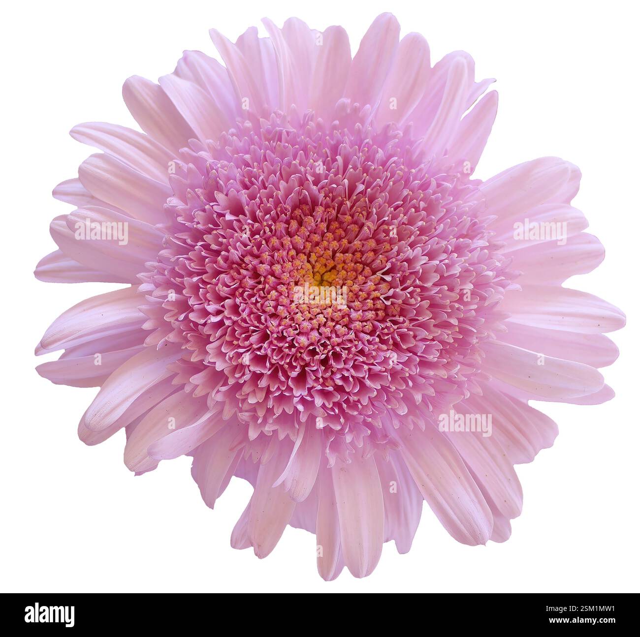 Rose Marguerite gerbera fleurs de pollen jaune découpe isolée, fond blanc, objet d'élément de flore, ressource graphique avec chemin de détourage Banque D'Images