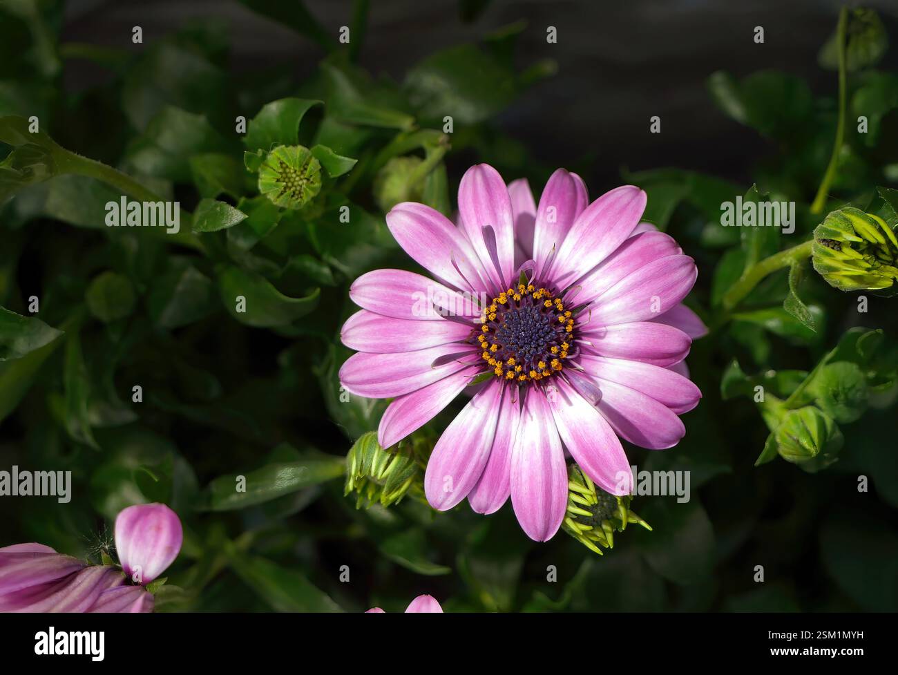 Marguerite africaine blanche violette ou broussailles, Osteospermum, Dimorphotheca sur fond vert foncé, papier peint nature Banque D'Images