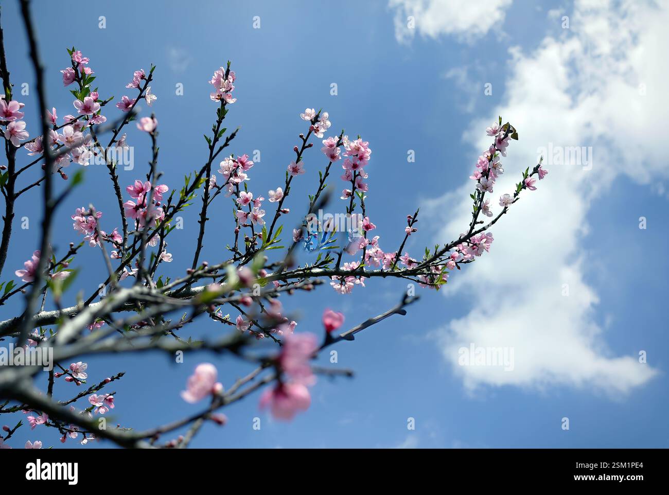 Fleurs sauvages de cerisier de l'Himalaya sur l'arbre, fleurs de tigre géant, Sakura rose, Prunus cerasoides, sur fond de ciel bleu Banque D'Images