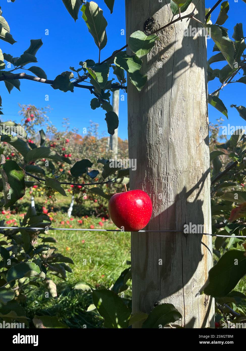 Pomme rouge équilibrée sur une clôture en fil de fer dans un verger Banque D'Images