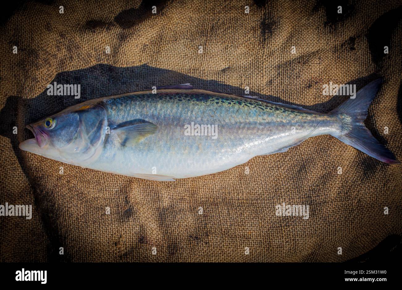 Kahawai (Arrilis trutta) fraîchement débarqué par la technique de la pêche à la perche et à la ligne. Un très bon poisson de sport et une excellente alimentation. Banque D'Images