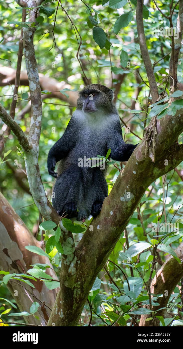 Singe majestueux vu dans une jungle luxuriante, pleine de biodiversité, affichant un comportement ludique Jozani Zanzibar Banque D'Images