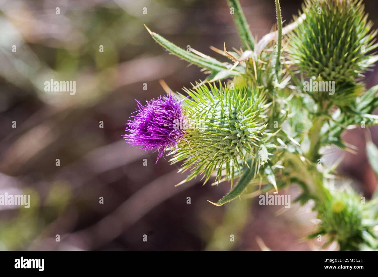 Gros plan d'une fleur de chardon violet avec des feuilles vertes épaisses sur un fond naturel flou. Banque D'Images