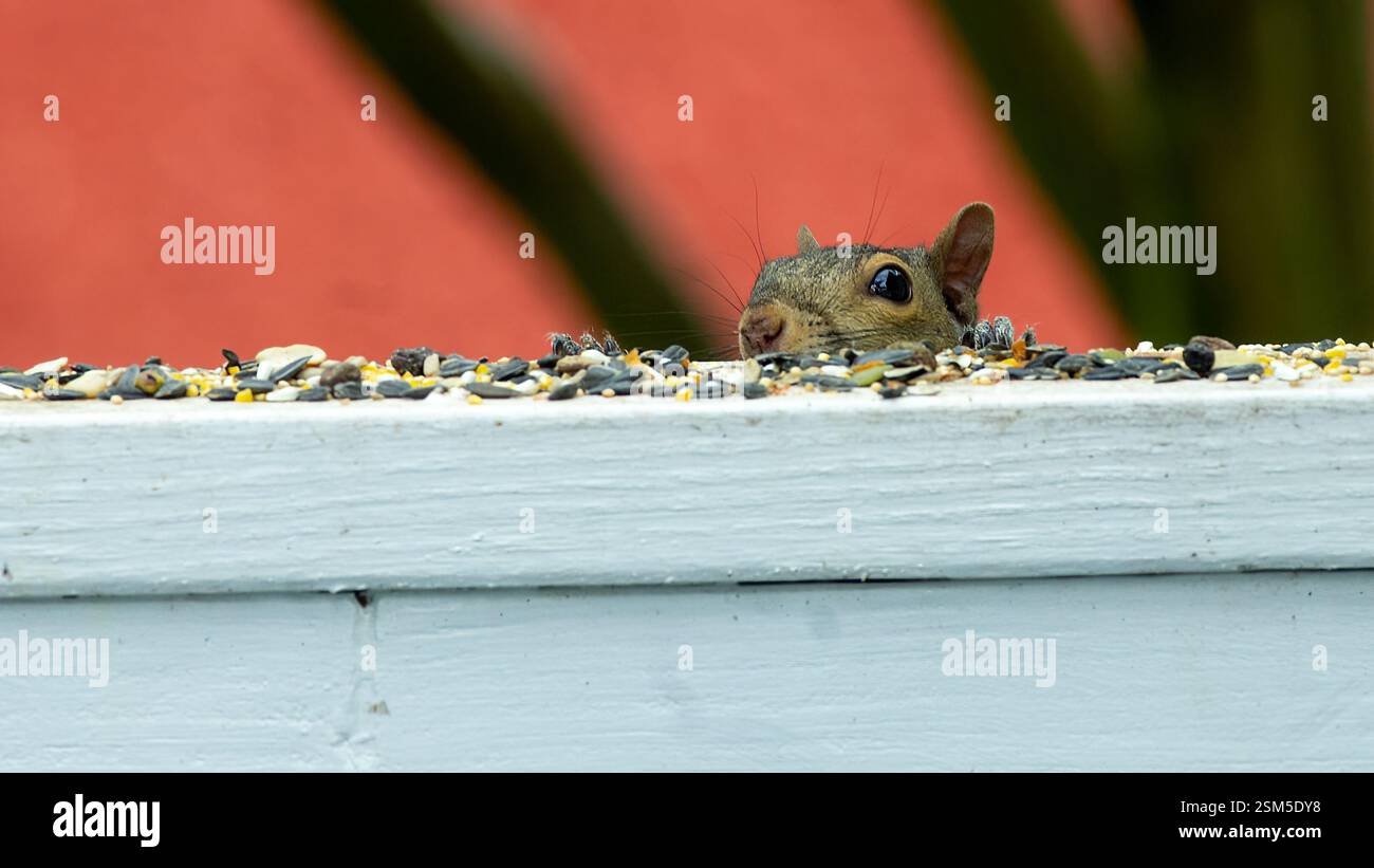 Un écureuil curieux jette un coup d'œil au-dessus d'un rebord en bois recouvert de graines d'oiseaux, ses yeux larges de méfait alors qu'il se prépare à prendre une collation dans un cadre de jardin. Banque D'Images