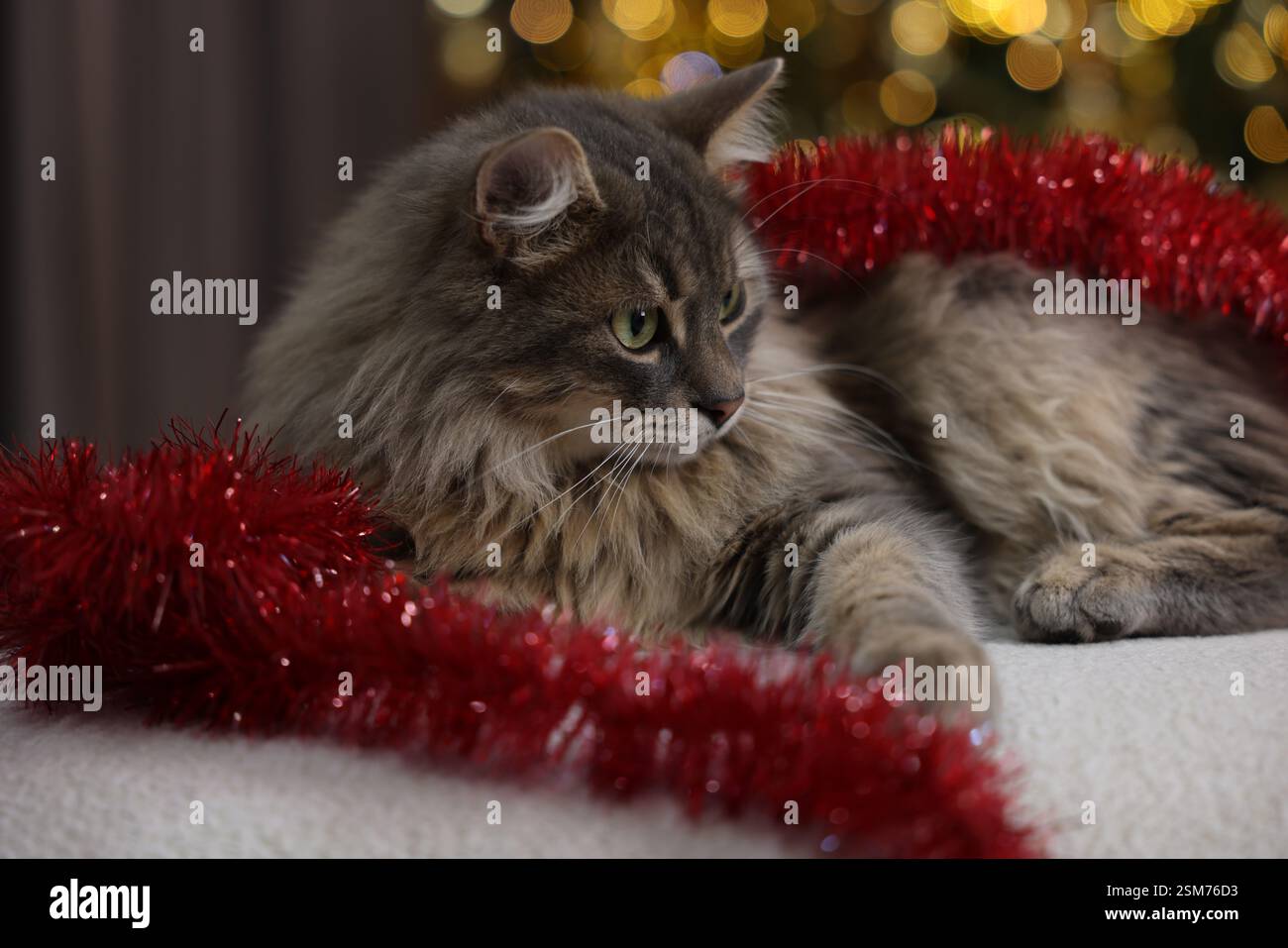 Chat mignon avec guirlandes rouges sur le pouf, gros plan. Ambiance de Noël Banque D'Images