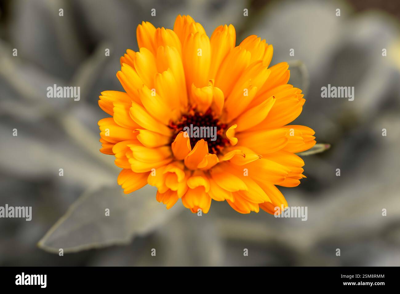 Fleur de calendula jaune vibrante en pleine floraison avec fond bokeh doux Banque D'Images