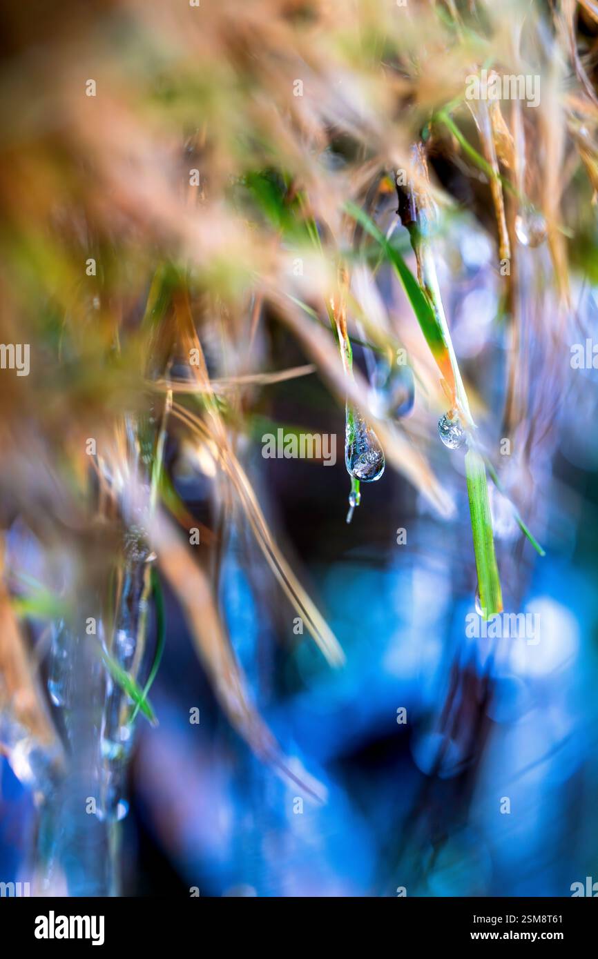 Gros plan de glaçons sur des lames d'herbe avec vibrant Bokeh : une danse glacée de la nature dans Microcosm Banque D'Images