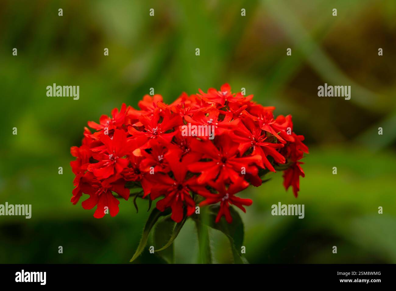 Vif Croix de Malte (Lychnis chalcedonica) fleurs en fleur vibrante avec fond vert luxuriant Banque D'Images