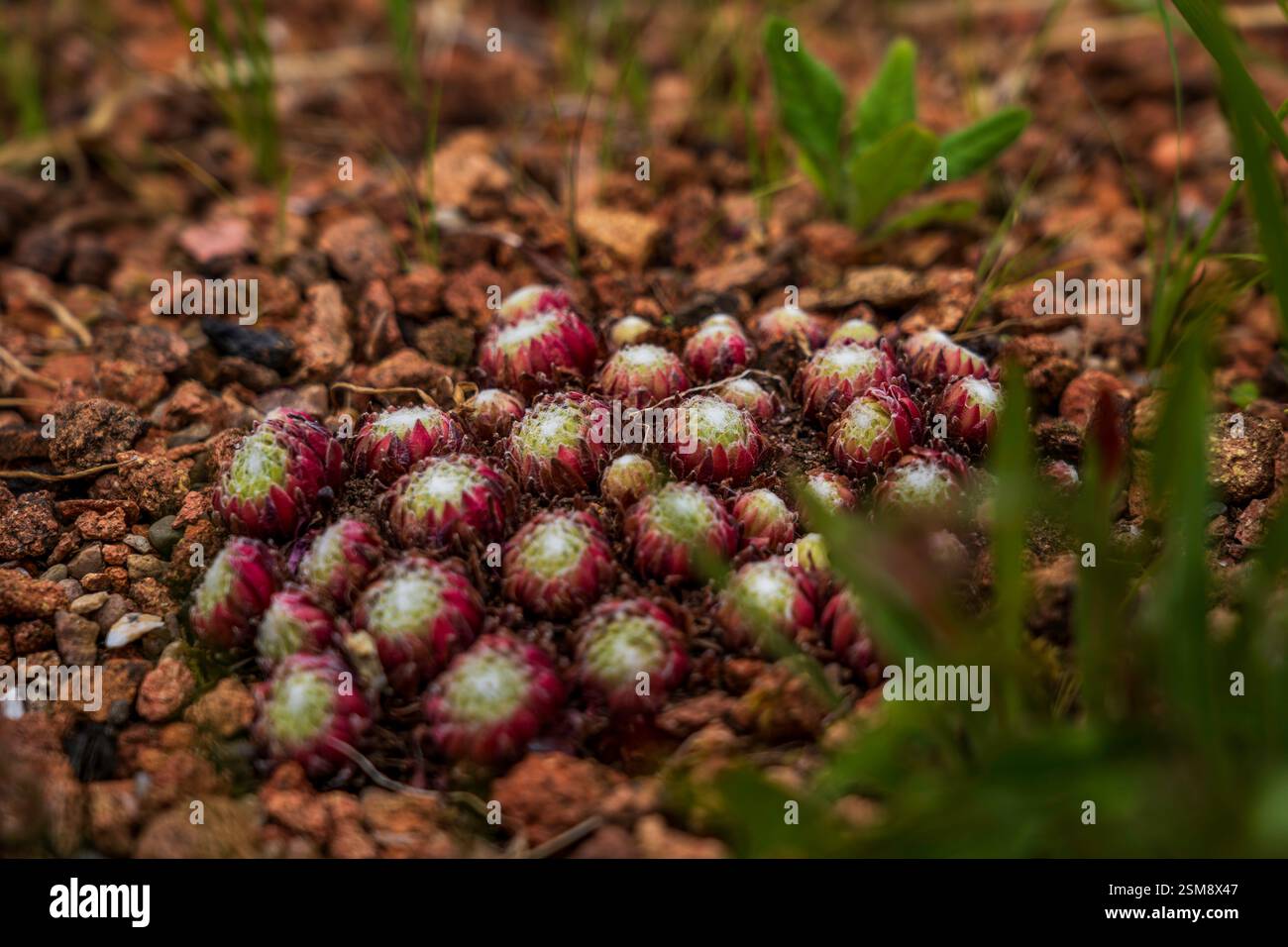 Gros plan de poules et poussins succulent Cluster sur Rocky Soil Banque D'Images