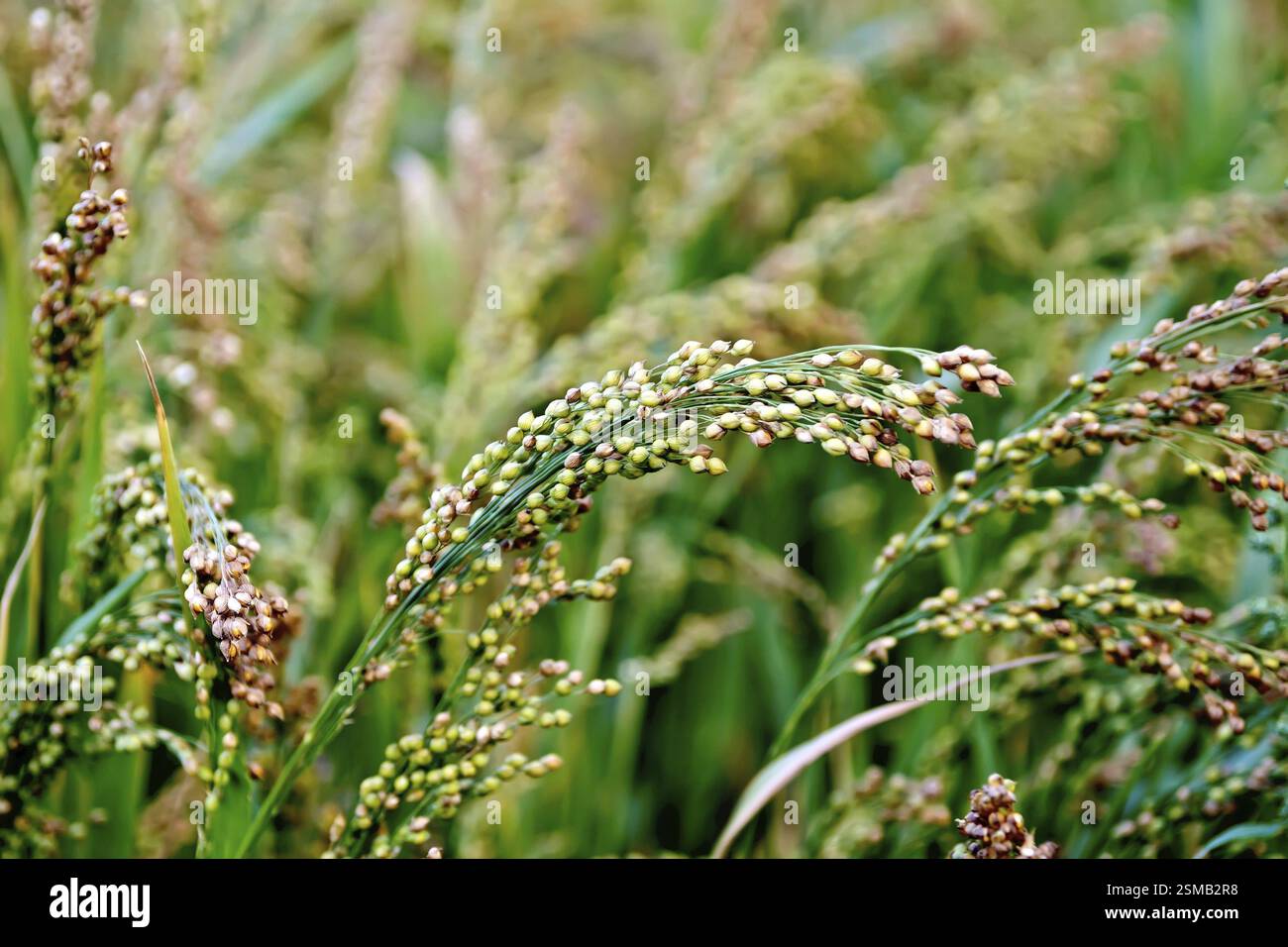 Maturation de l'oreille paniculata millet dans le domaine sur un fond de feuilles Banque D'Images