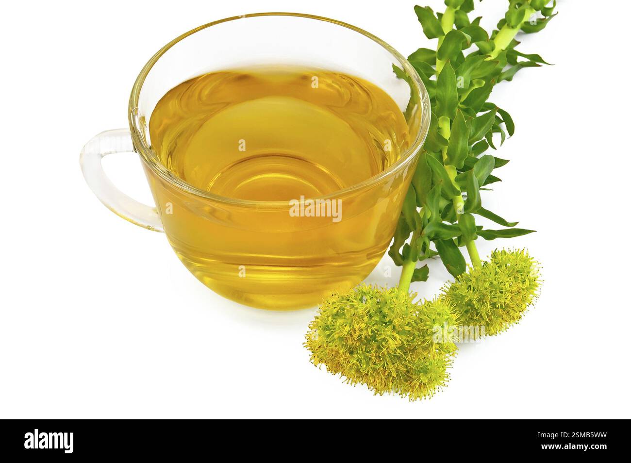 Tisane cicatrisante dans une tasse en verre avec une fleur Rhodiola rosea isolée sur fond blanc Banque D'Images