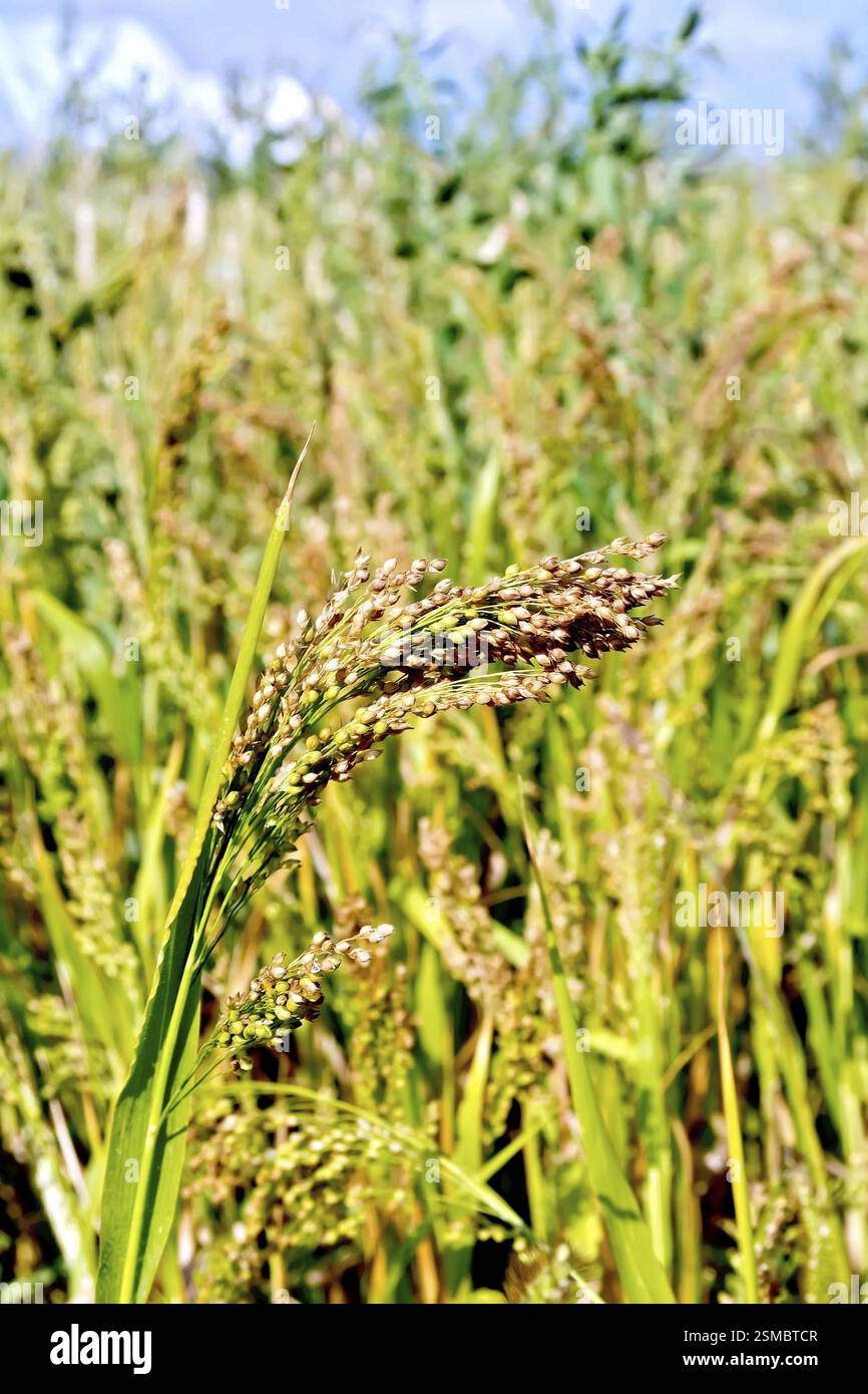 Paniculata épi de millet dans le domaine contre le ciel Banque D'Images