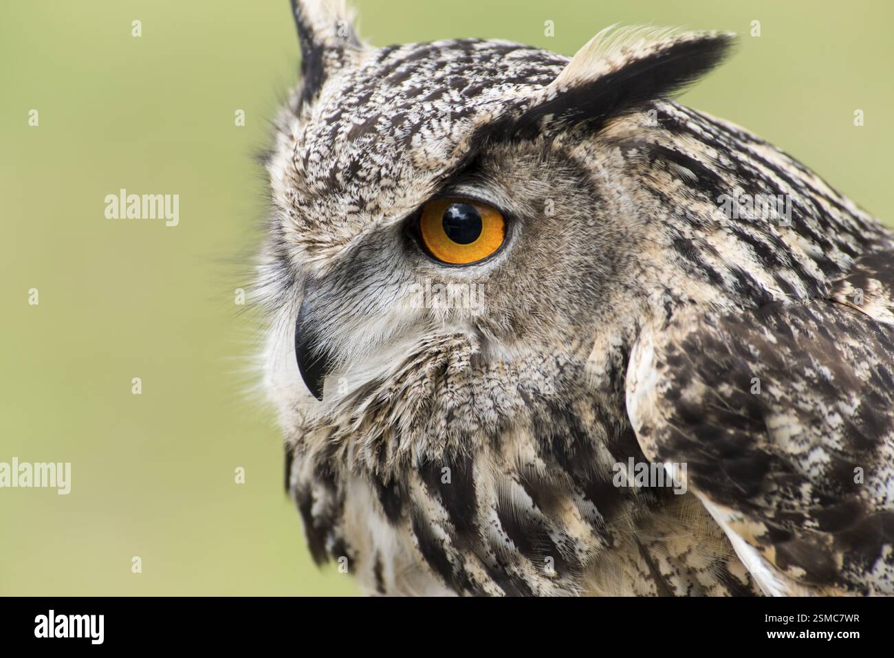 Une image d'un beau hibou sur un arbre, Sant'Alessio, Italie, Europe Banque D'Images