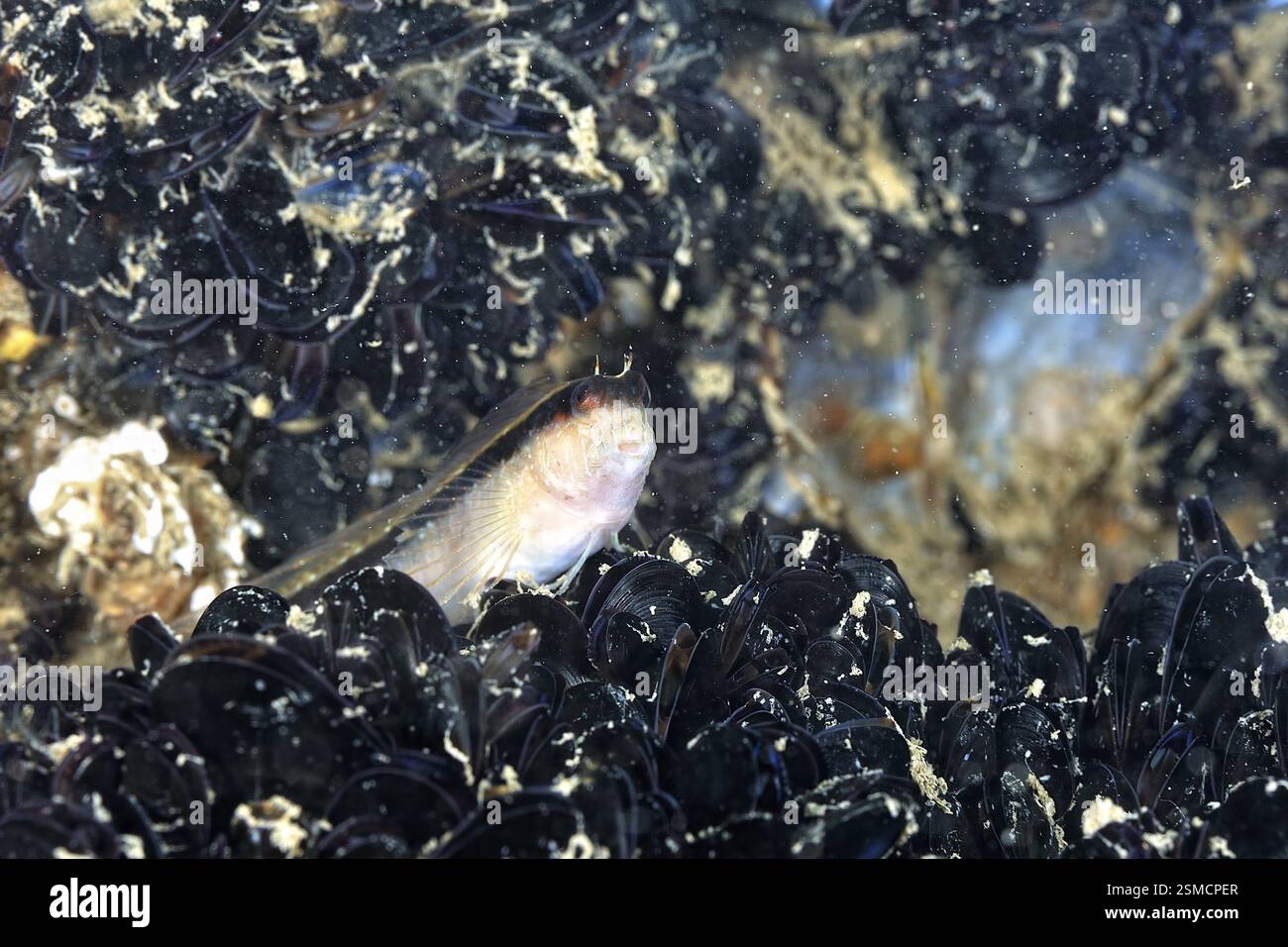 Photo d'un poisson dans le sable, Numana, Italie, Europe Banque D'Images