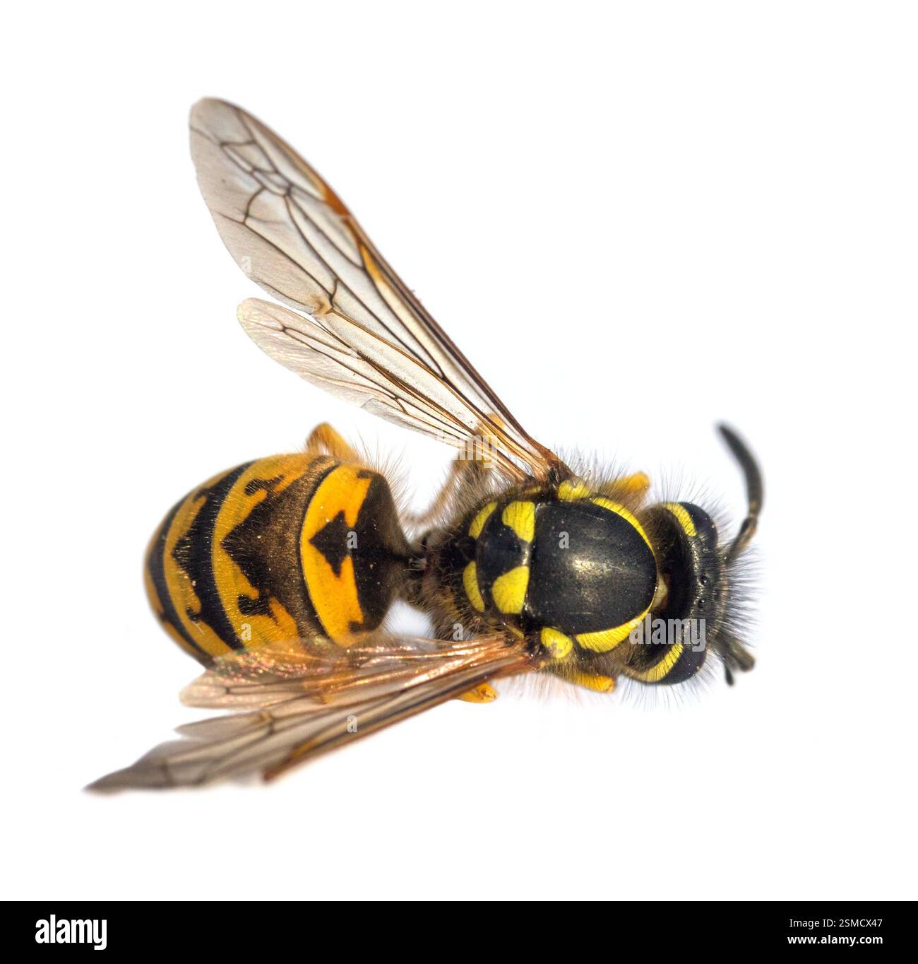 Guêpe commune européenne guêpe allemande ou veste jaune allemande isolée Sur fond blanc en latin Vespula vulgaris ou Germanica Banque D'Images