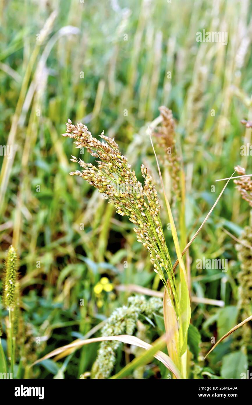 Paniculata épi de millet dans le domaine sur un arrière-plan des tiges et des épis de maïs Banque D'Images