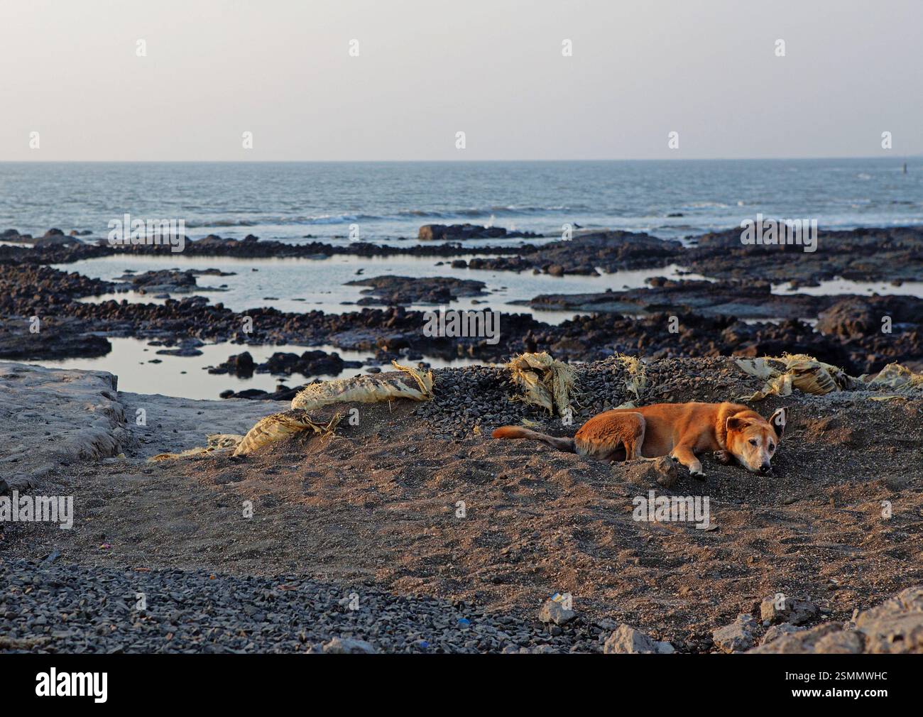 Chien de rue allongé sur la plage à Mumbai, Inde. Banque D'Images