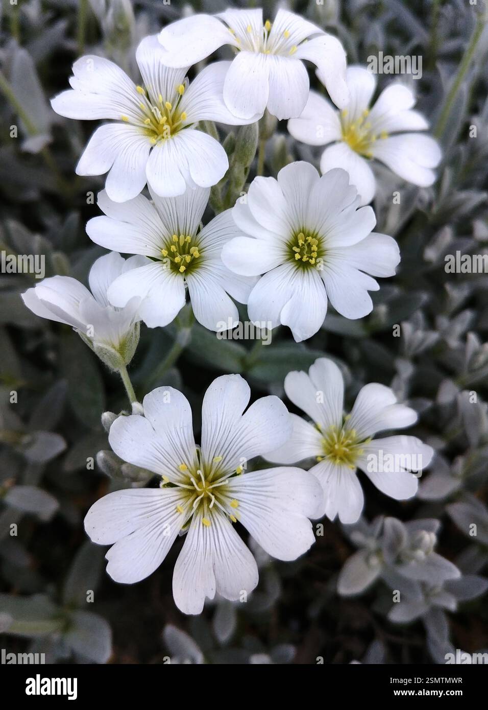 Bloom monochrome – fleurs blanches dans les tons gris Banque D'Images