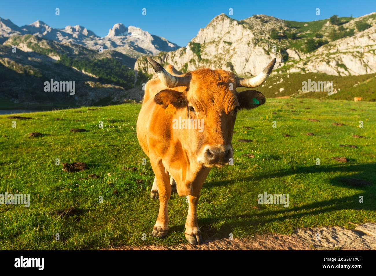 Vache de race montagneuse asturienne se trouve sur une pelouse dans un parc national au coucher du soleil Banque D'Images