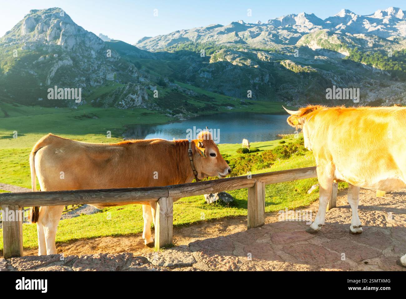 Vache de race montagneuse asturienne se trouve sur une prairie dans un parc national à l'aube Banque D'Images
