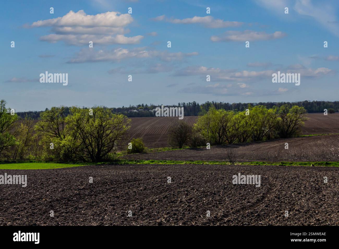 Un paysage vibrant présente des arbres verdoyants le long d'un sol fraîchement labouré, sous un ciel bleu vif avec des nuages moelleux par une chaude après-midi de printemps. Banque D'Images