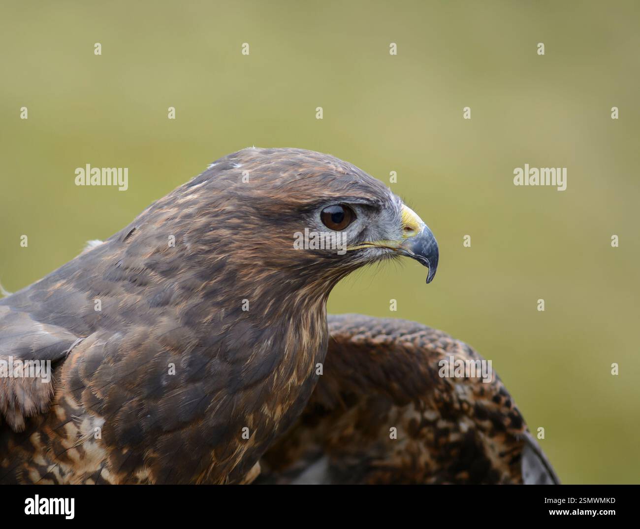 Buzzard eurasien Buteo buteo, oiseau captif, Northumberland, Angleterre, Royaume-Uni, mars. Banque D'Images