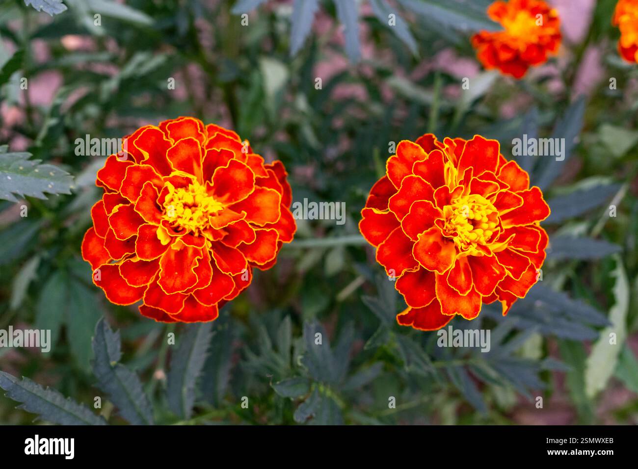 Fleurs de souci éclatantes fleurissant dans un cadre de jardin Banque D'Images